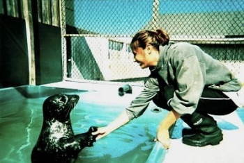 Positive reinforcement training with Pacific harbor seal, Sprouts at the Long Marine Laboratory, UCSC 2002.