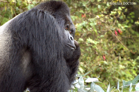 Dominant silverback Guhonda, one of the largest silverbacks in Volcanoes National Park, is the most seriously afflicted with the respiratory illness.